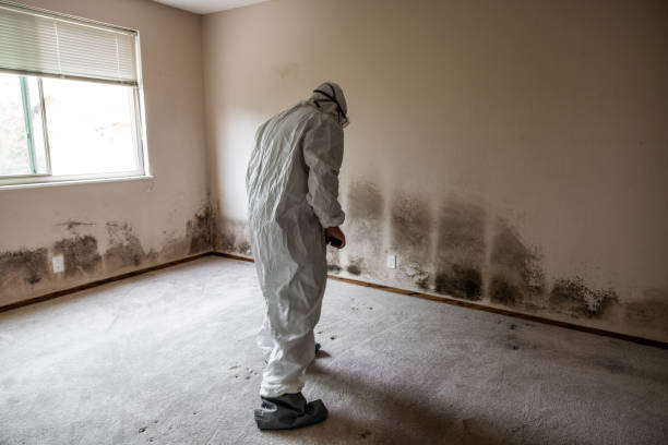 Trusted Titusville, FL Mold Removal Experts