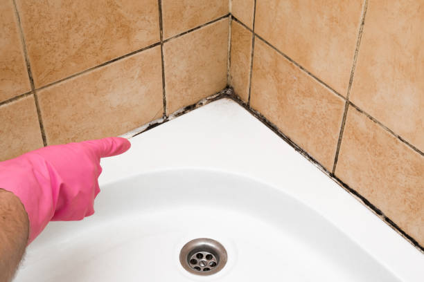 Best Certified Mold Removal  in Titusville, FL